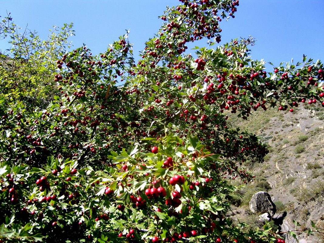 Изображение особи род Crataegus.