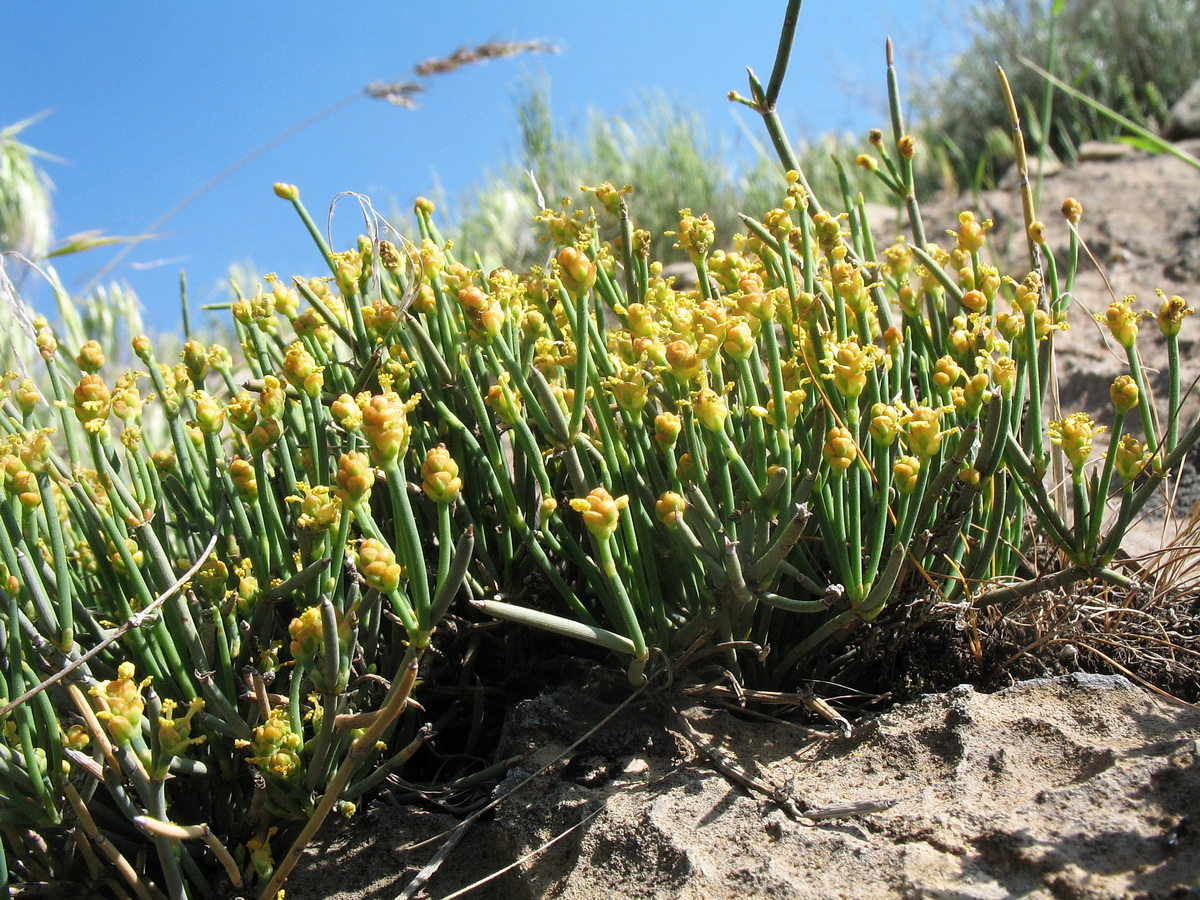 Изображение особи Ephedra regeliana.