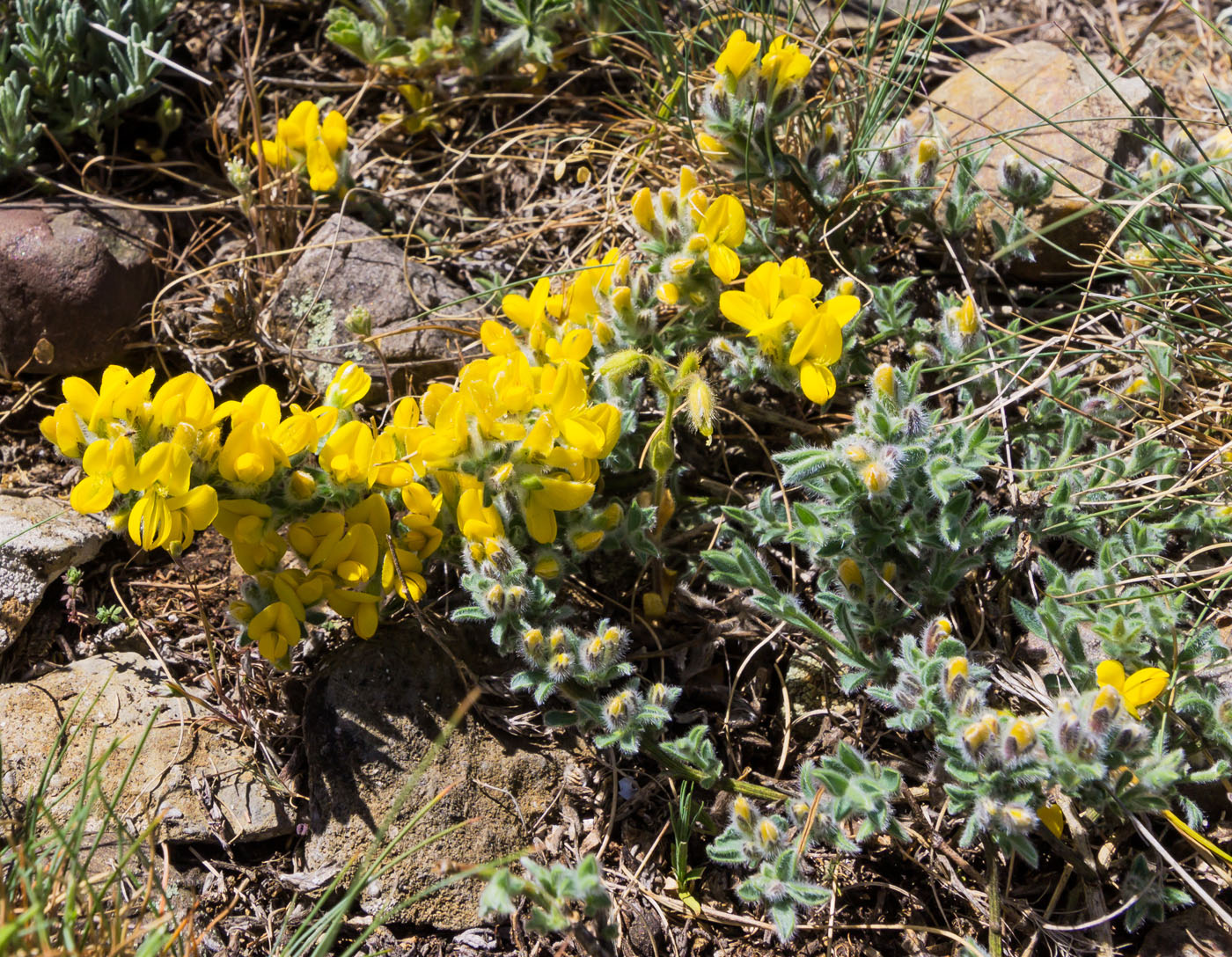 Изображение особи Genista albida.