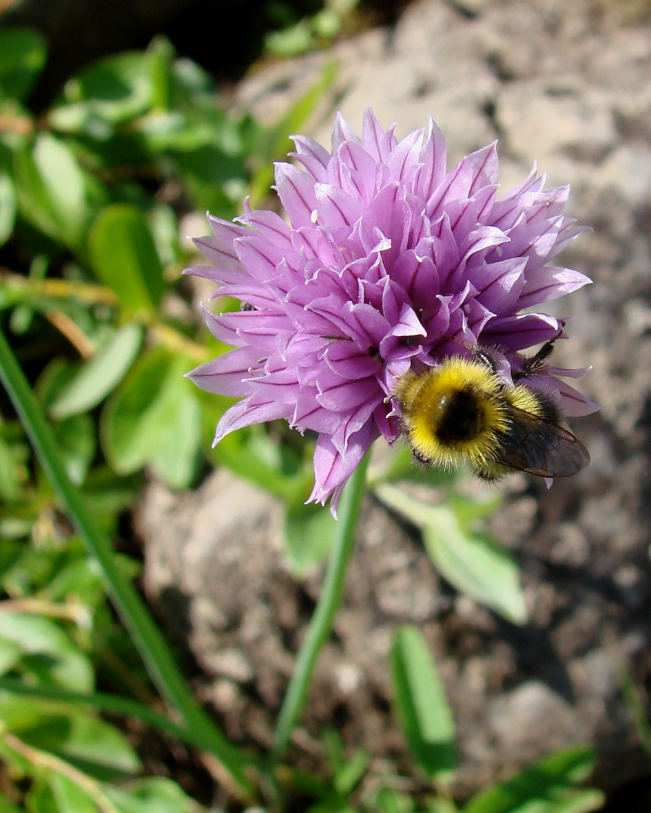 Изображение особи Allium schoenoprasum.