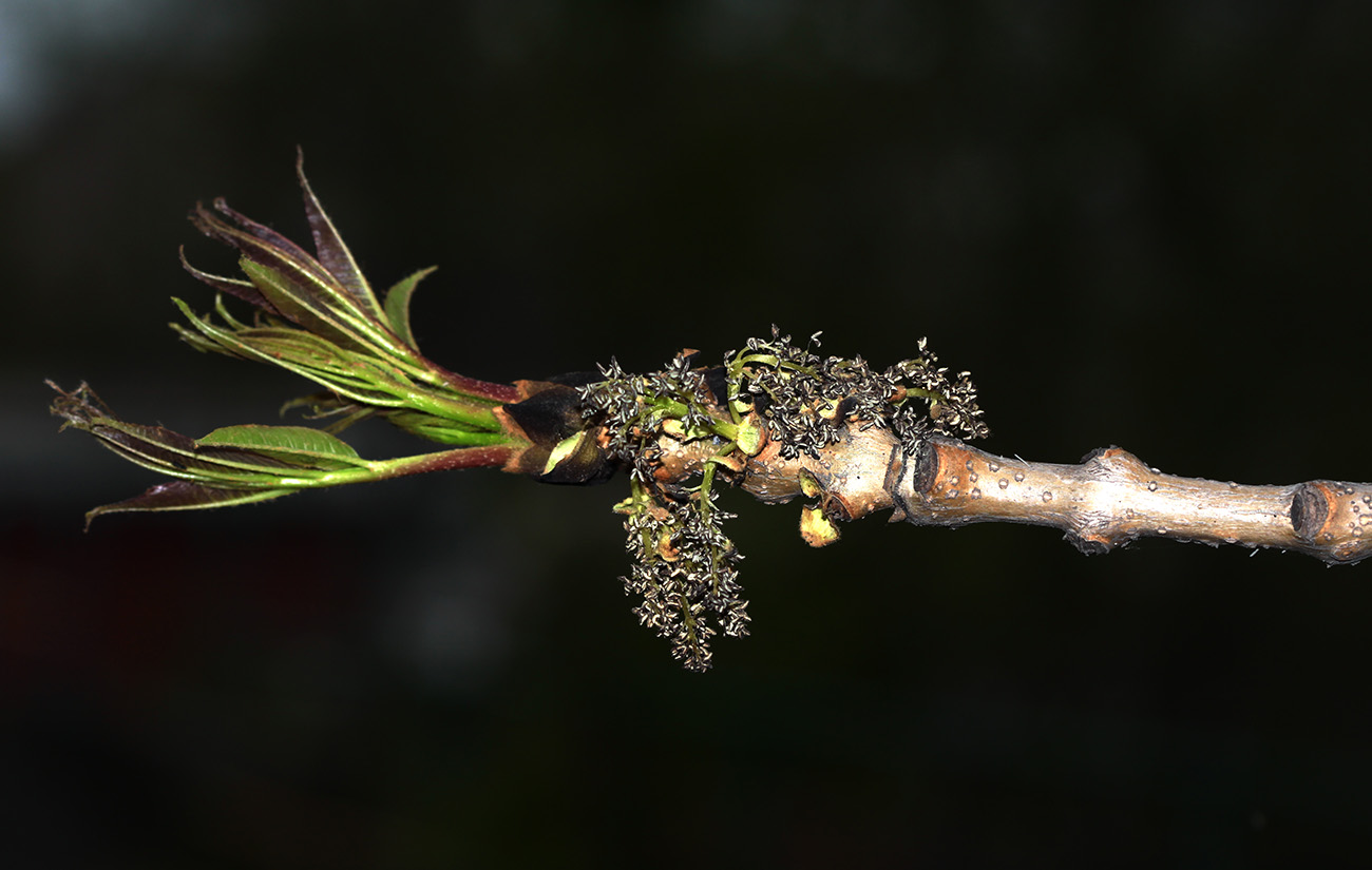 Изображение особи Fraxinus mandshurica.