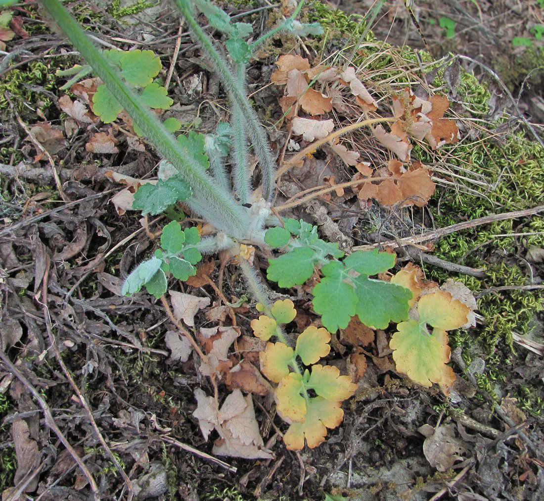 Изображение особи Chelidonium majus.