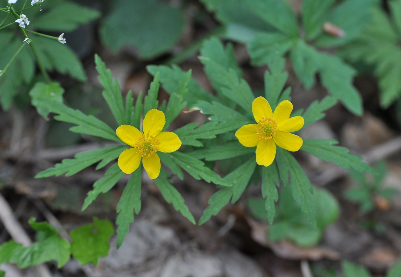 Image of Anemone ranunculoides specimen.
