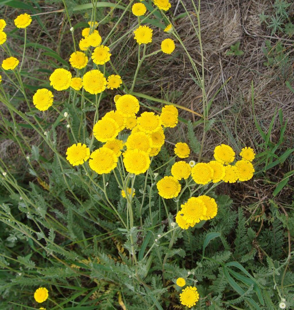 Image of Tanacetum millefolium specimen.