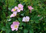 Rosa canina. Верхушка ветви с цветками. Тульская обл., Алексинский р-н, долина р. Вашана, опушка сосново-лиственного леса. 12.06.2018.