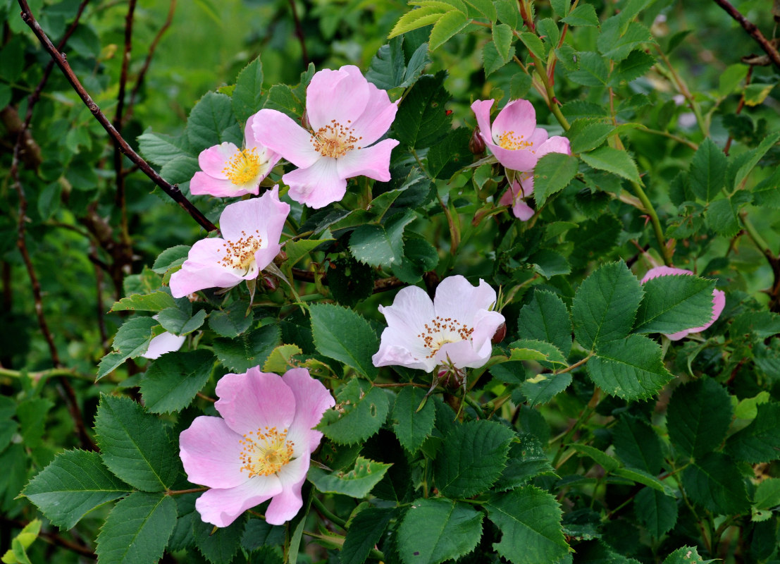 Image of Rosa canina specimen.