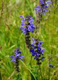 Salvia pratensis. Соцветия. Тульская обл., Алексинский р-н, долина р. Вашана, луговой склон. 11.06.2018.