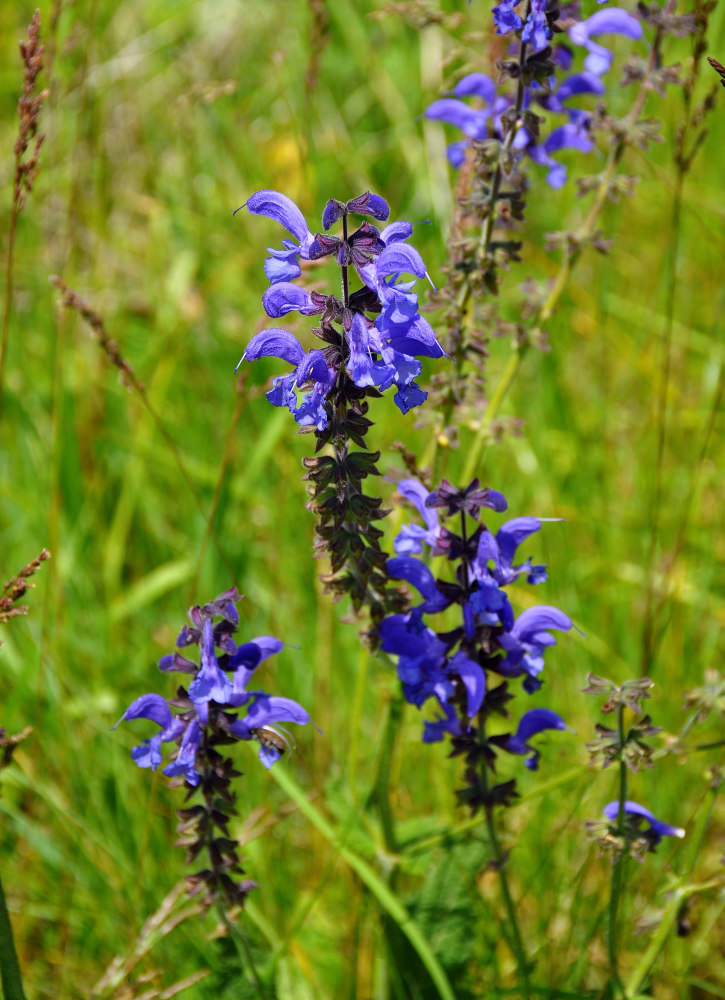 Изображение особи Salvia pratensis.