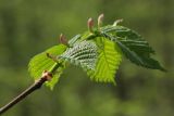 Ulmus laevis. Молодой побег (хорошо видны прилистники). Санкт-Петербург, Дудергофские высоты, широколиственный лес. 16.05.2010.