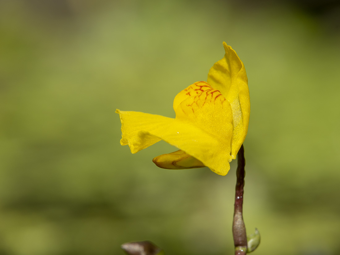 Изображение особи Utricularia australis.