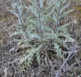 genus Verbascum