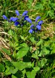 Dracocephalum grandiflorum