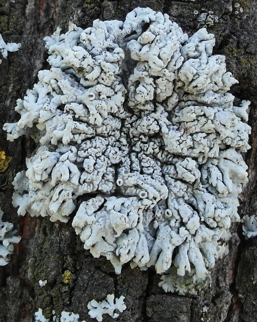 Image of Physcia biziana specimen.