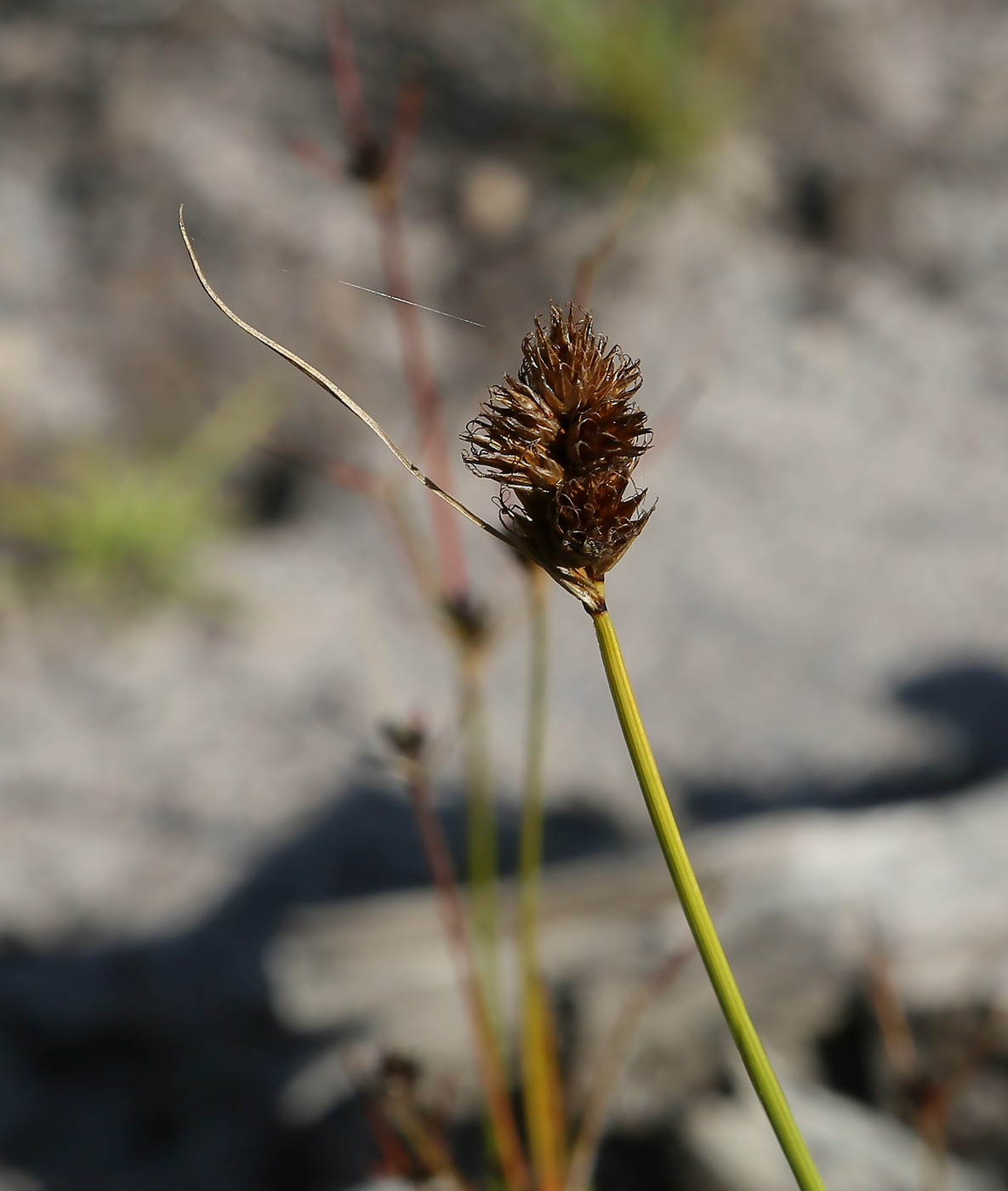 Изображение особи Carex leporina.