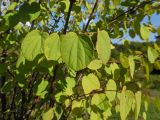 Cercidiphyllum japonicum