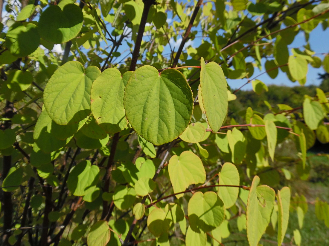 Изображение особи Cercidiphyllum japonicum.