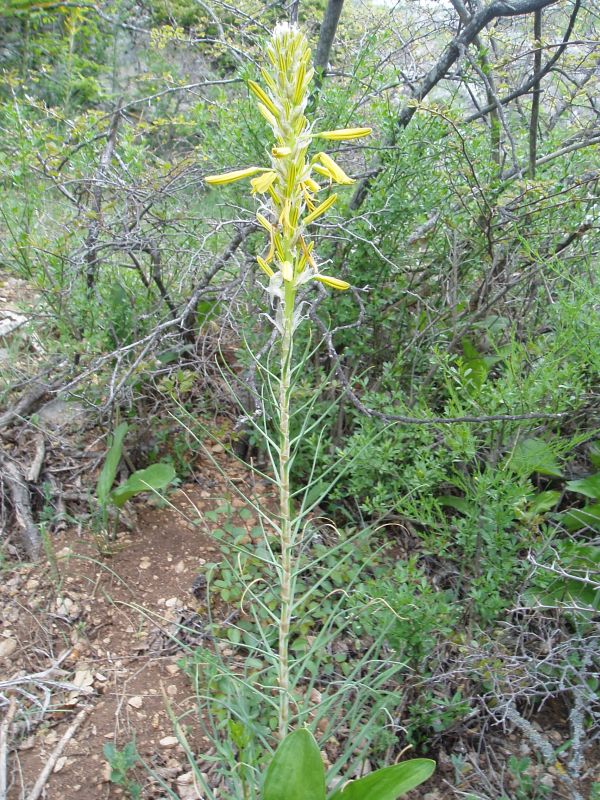 Image of Asphodeline lutea specimen.