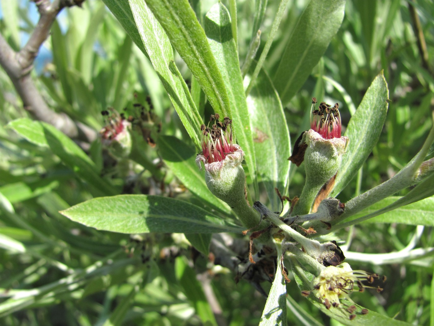 Image of Pyrus salicifolia specimen.