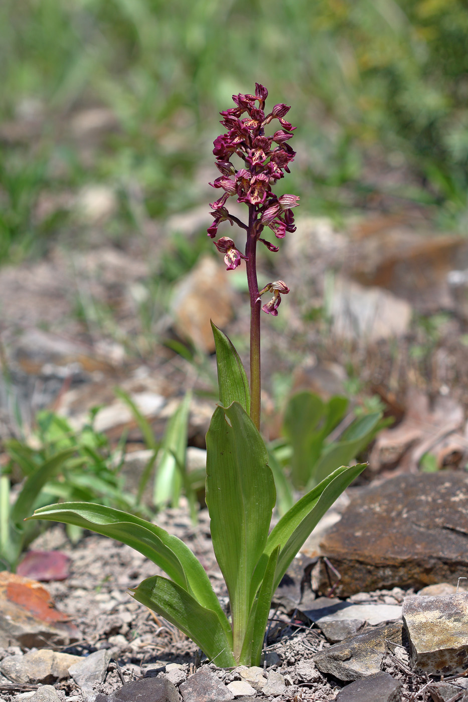 Изображение особи Orchis &times; wulffiana nothosubsp. suckowii.