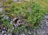 Juniperus sibirica. Вегетирующее растение. Мурманская обл., Хибины, перевал Южный Чорргор, ≈ 800 м н.у.м., каменистый склон. 07.08.2018.