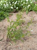 Senecio vulgaris. Цветущее и плодоносящее растение. Санкт-Петербург, Кронштадтский р-н; о-в Котлин, батарея \"Демидов\", гравийно-песчаная площадка с рудеральной растительностью. 15.09.2018.