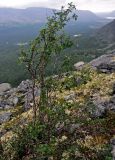 род Betula