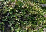 Marchantia polymorpha. Талломы с мужскими и женскими подставками и выводковыми корзинками. Орловская обл., национальный парк \"Орловское полесье\", опушка смешанного леса. 03.07.2007.