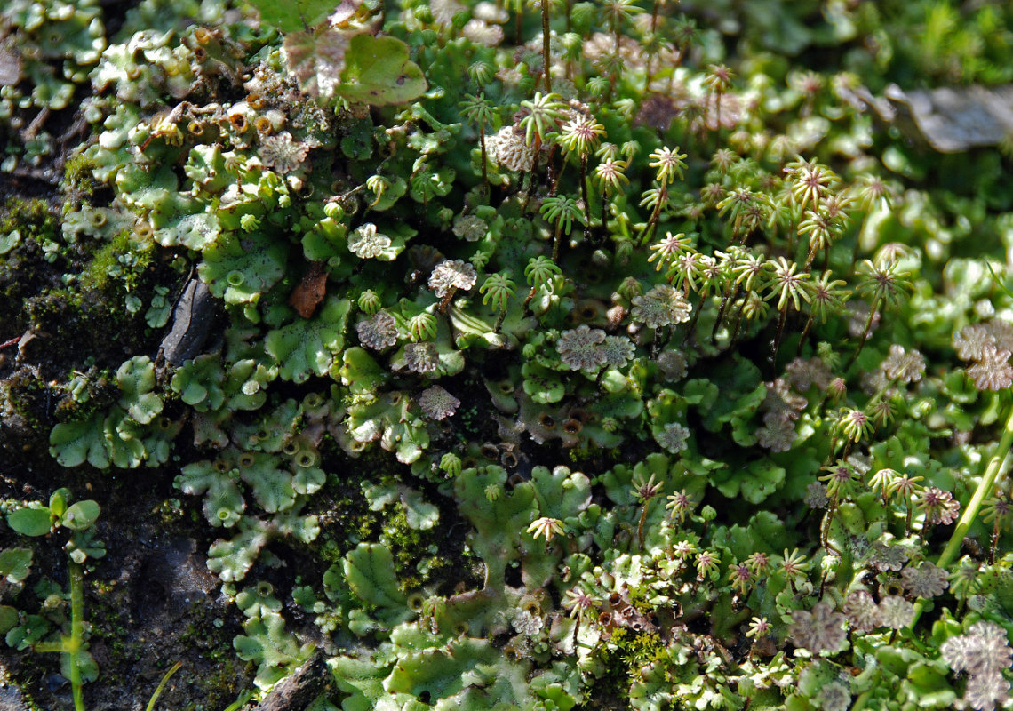 Изображение особи Marchantia polymorpha.