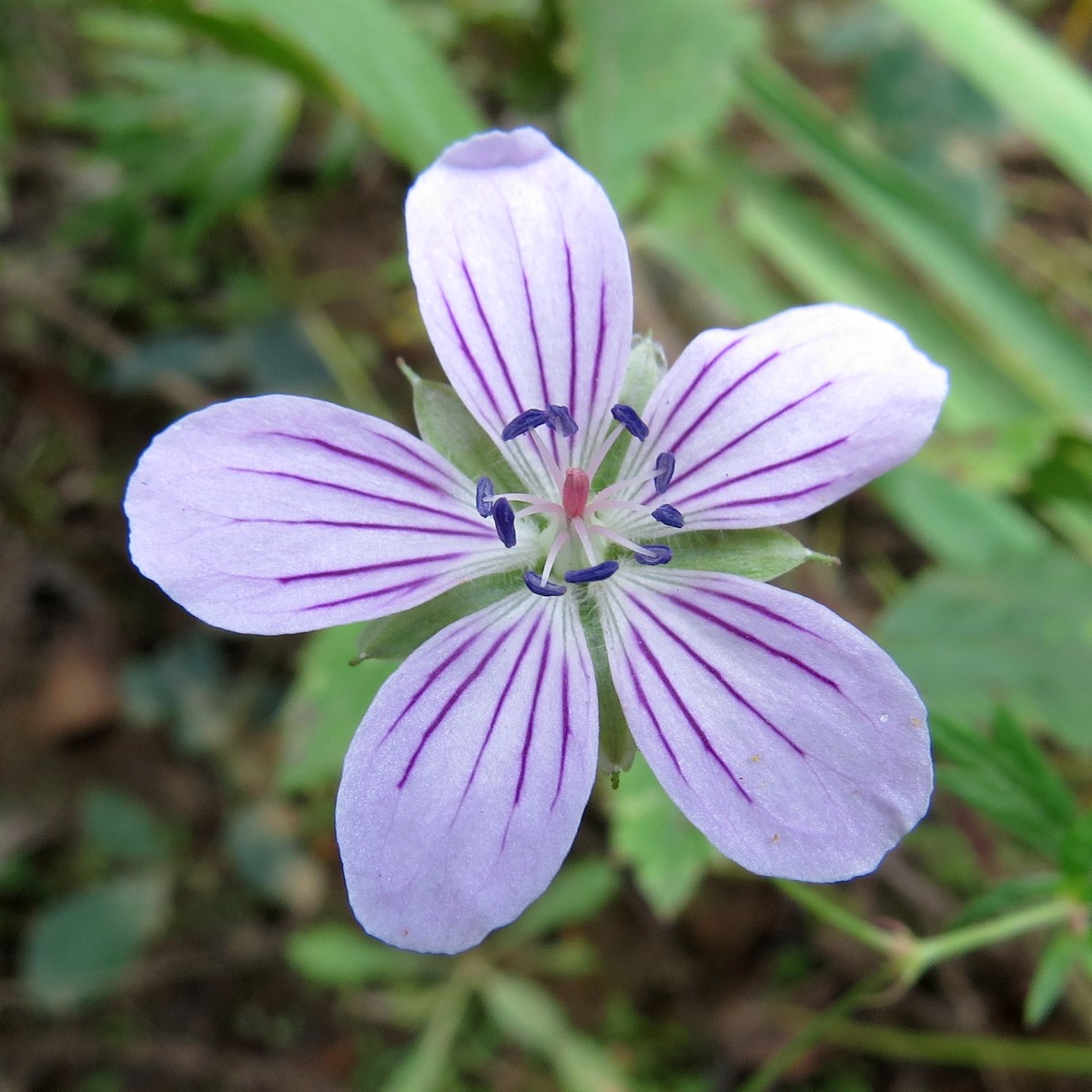 Изображение особи Geranium dahuricum.