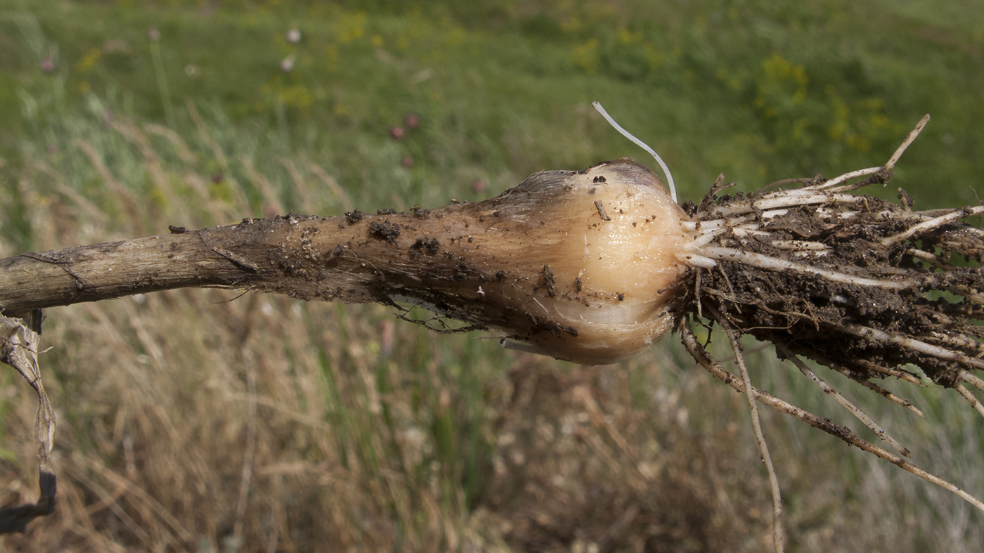 Image of Allium rotundum specimen.