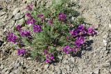 Oxytropis teres