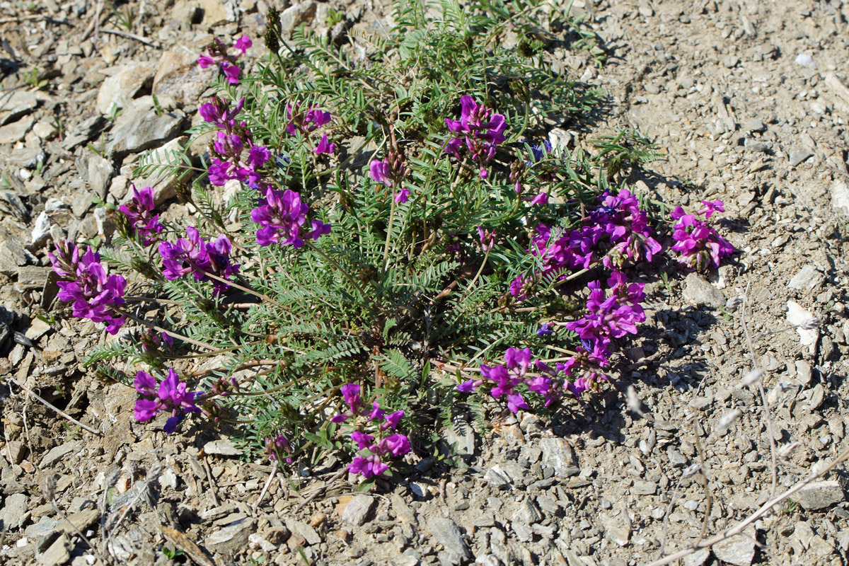 Изображение особи Oxytropis teres.