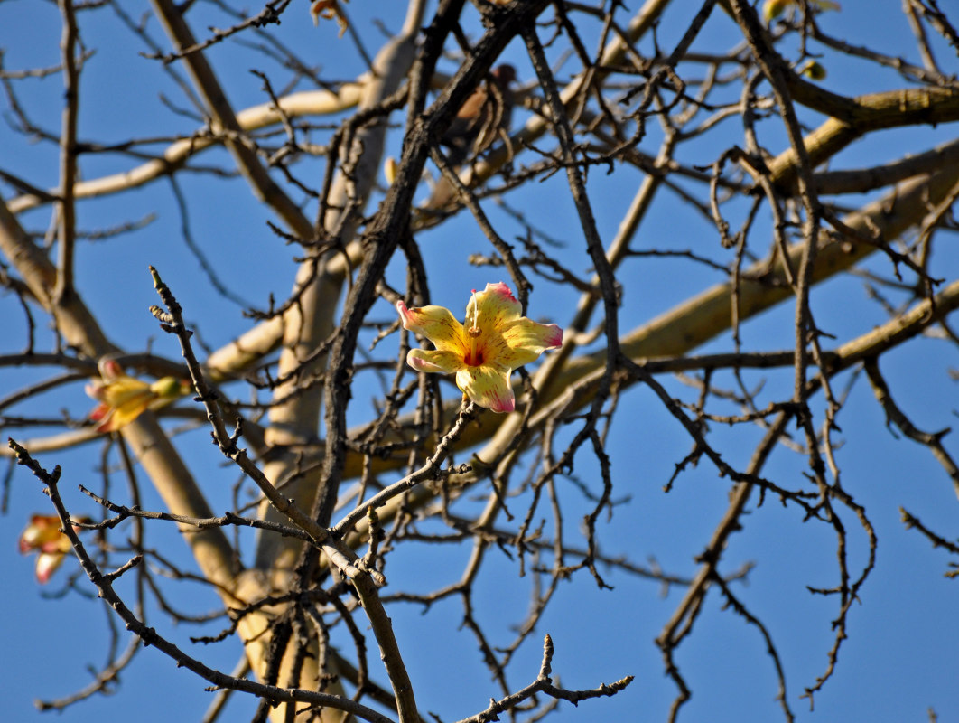 Изображение особи Ceiba speciosa.