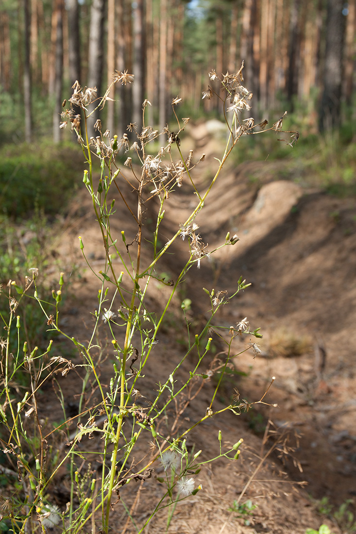 Image of Senecio sylvaticus specimen.