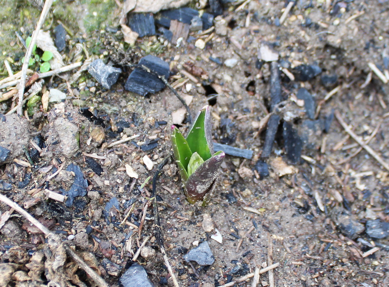 Image of Hyacinthella litwinowii specimen.