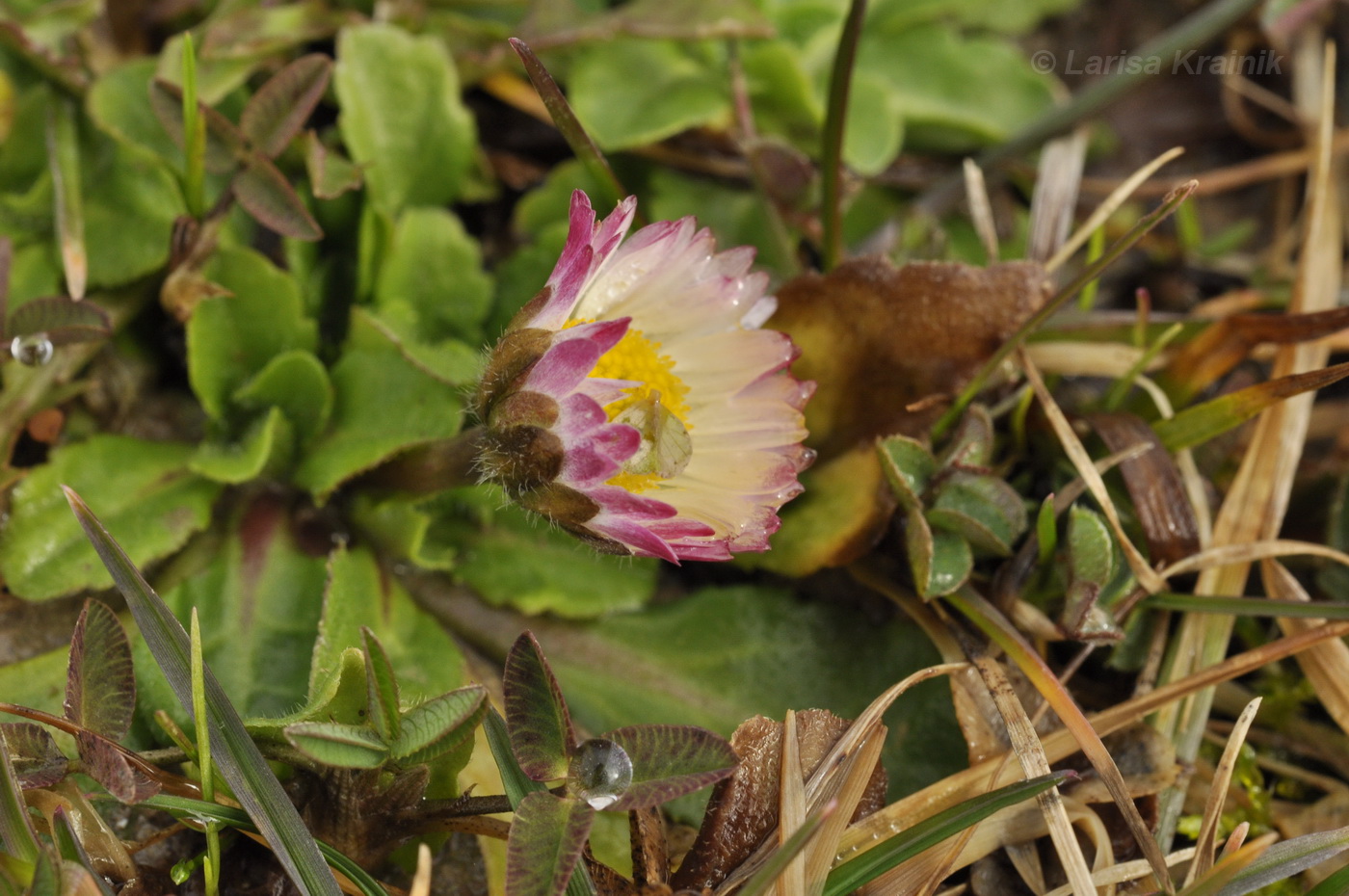 Image of Bellis perennis specimen.