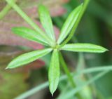 Galium uliginosum