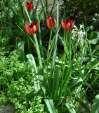 Tulipa cypria