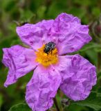 Cistus creticus