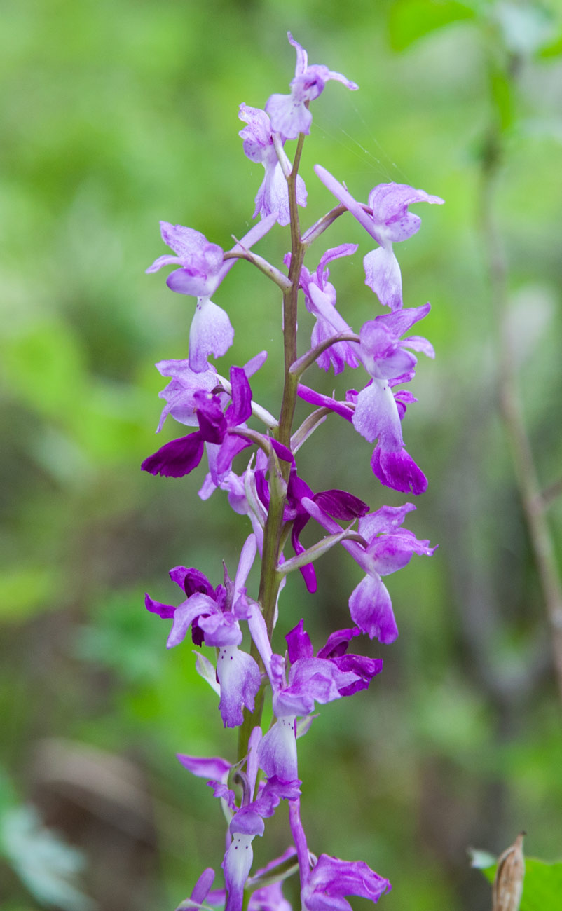 Изображение особи Orchis mascula.