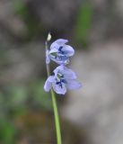Scilla monanthos. Верхушка цветущего растения. Турция, ил Агры, г. Догубаязит, окр. дворца Исхак Паши, осыпной склон горы над дворцом. 19.04.2019.