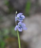 Scilla monanthos