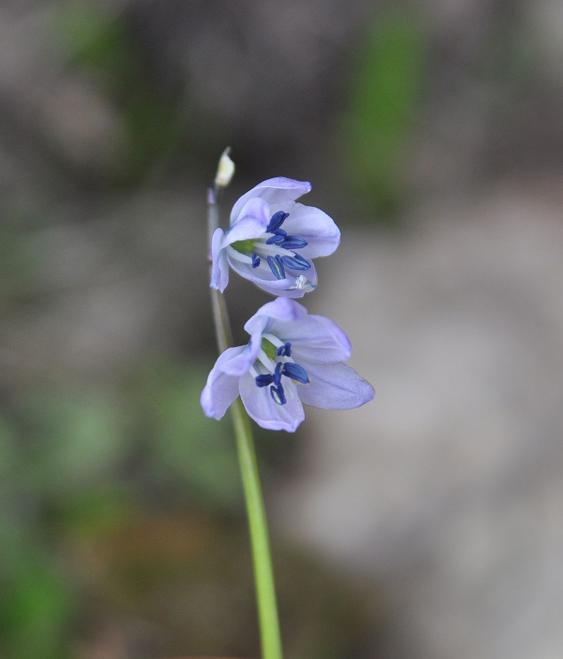 Image of Scilla monanthos specimen.