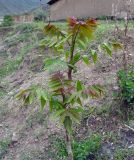 Ailanthus altissima