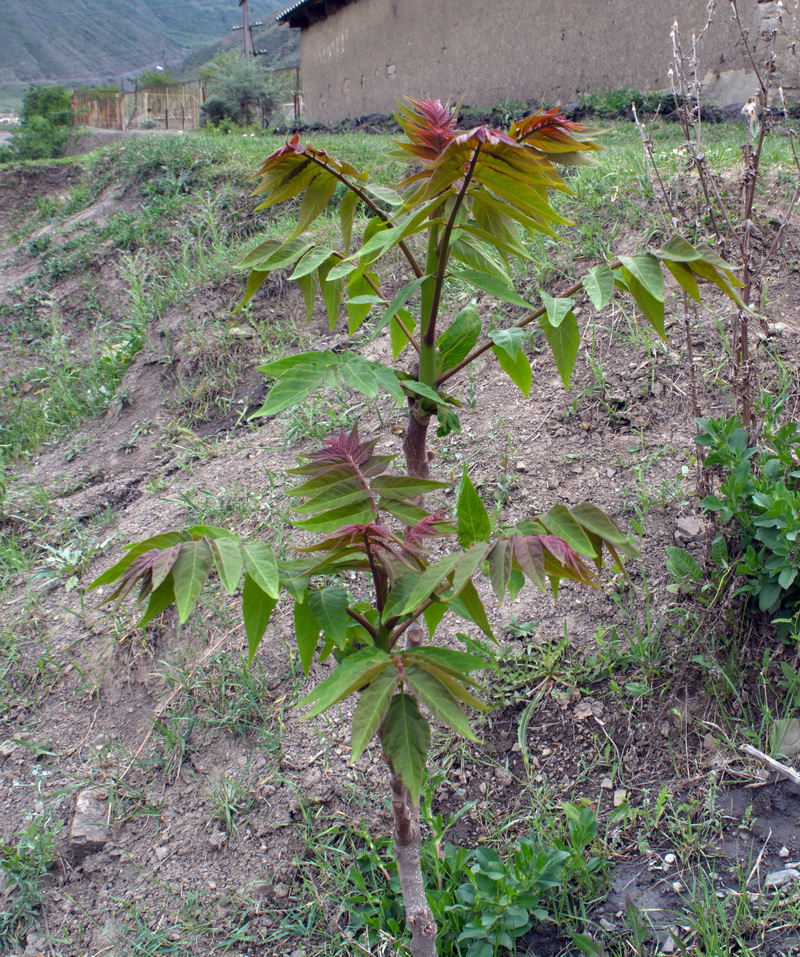 Изображение особи Ailanthus altissima.