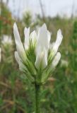 Astragalus onobrychis. Соцветие (гипохромная форма). Крым, Симферопольский р-н, окр. с. Живописное, склон долины р. Чуюнча, степь. 24 мая 2019 г.