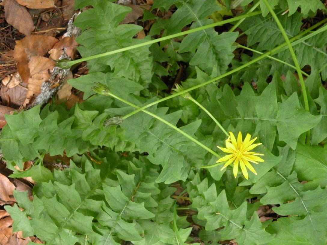 Image of Aposeris foetida specimen.