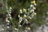 Artemisia hololeuca