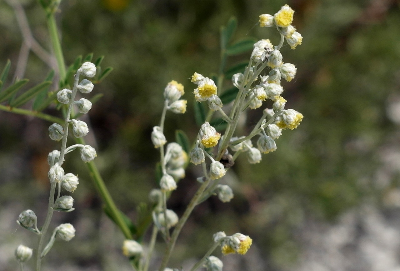 Image of Artemisia hololeuca specimen.