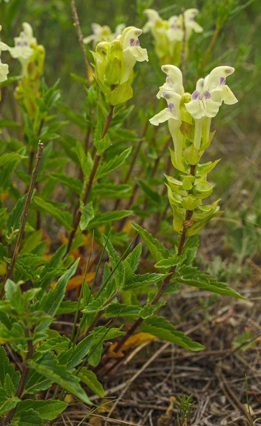 Изображение особи Scutellaria supina.